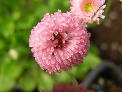 Bellis perennis 'Dresden China'